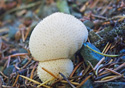 Lycoperdon perlatum,